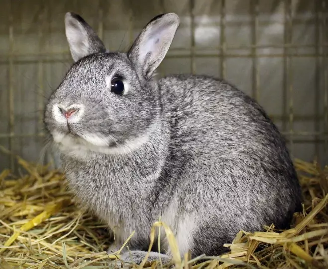 how big do netherland dwarf rabbits get