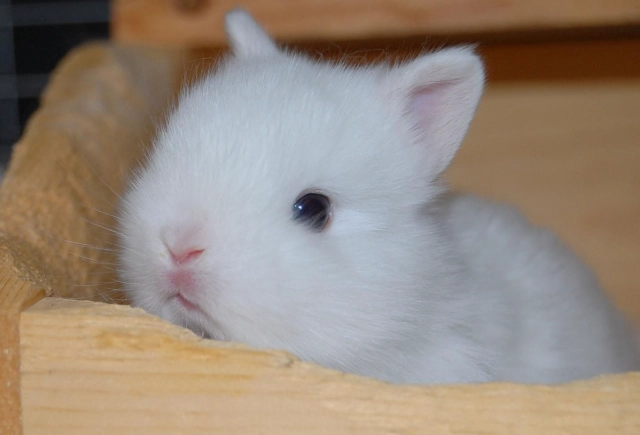 are dwarf rabbits affectionate