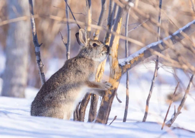 What do wild rabbits eat in the winter
