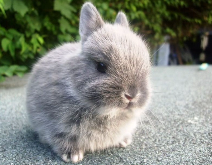 dwarf rabbit breeds