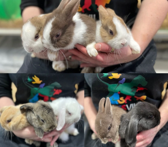 Dwarf rabbit size in cm