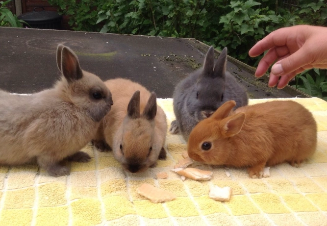 mini rabbit breeds