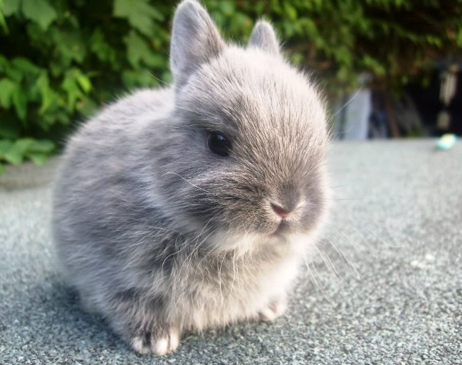 dwarf rabbit size
