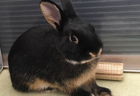 Netherland Dwarf rabbit personality