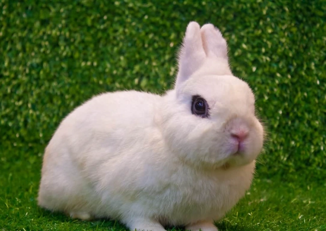 How big does a dwarf rabbit get?