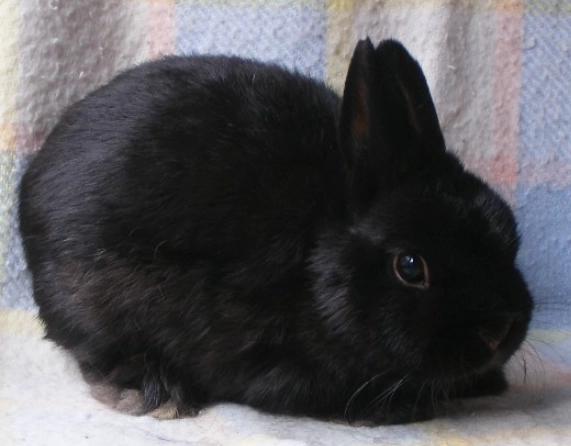 Netherland Dwarf rabbit black