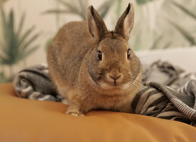 Netherland Dwarf rabbit lifespan