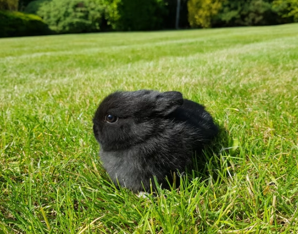black dwarf rabbit care