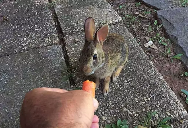 winter survival rabbits