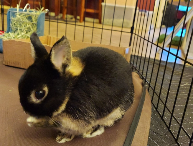 black dwarf rabbit care