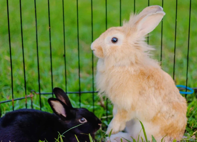 how big do dwarf rabbits get