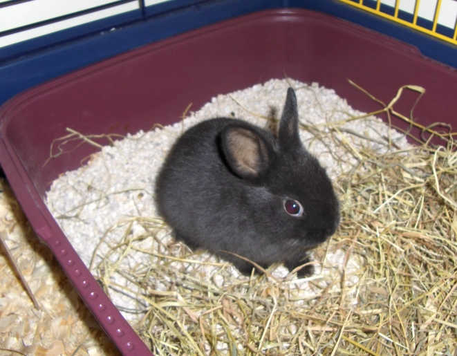 how big do dwarf rabbits get