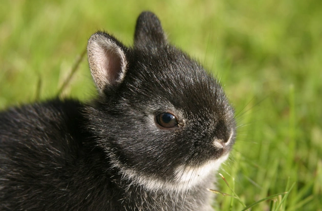 Dwarf rabbit breeds
