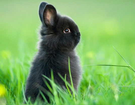 mini lop dwarf rabbit