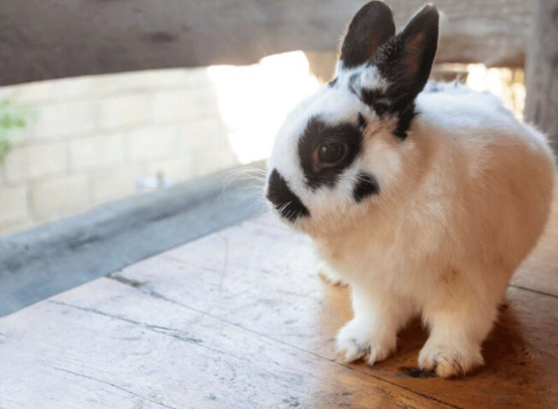 dwarf rabbit size