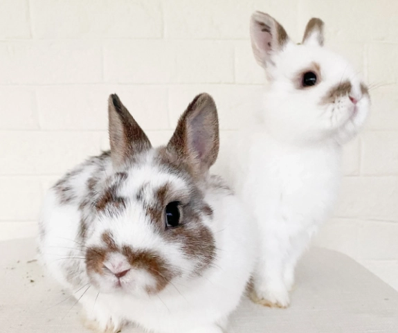 how big do netherland dwarf rabbits get