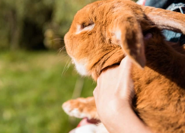 dwarf rabbit care