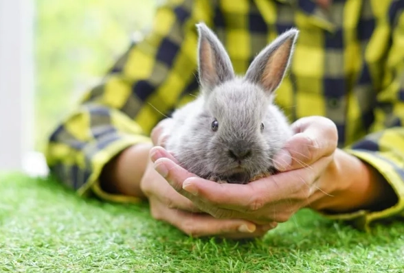 dwarf rabbit grooming