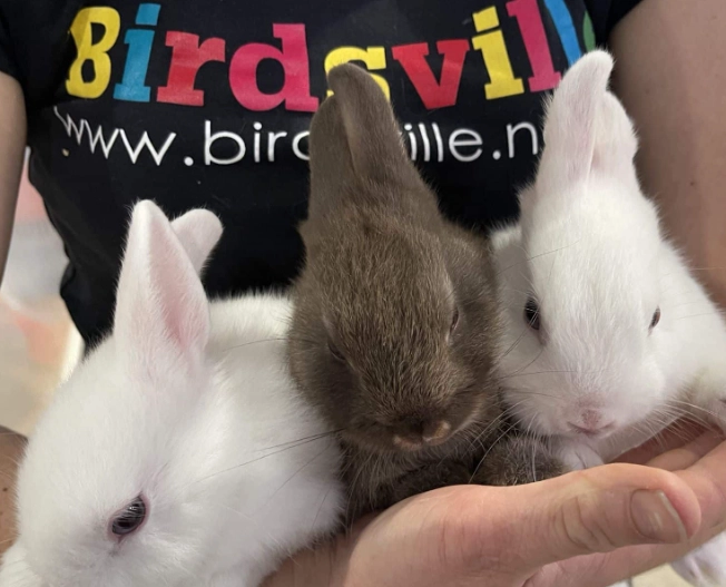 dwarf rabbit size