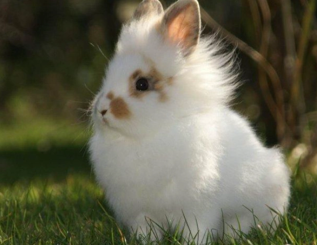 dwarf rabbit breeds