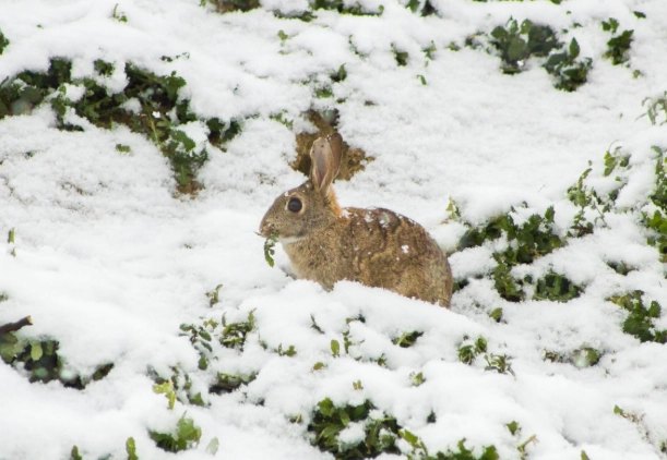 winter survival rabbits