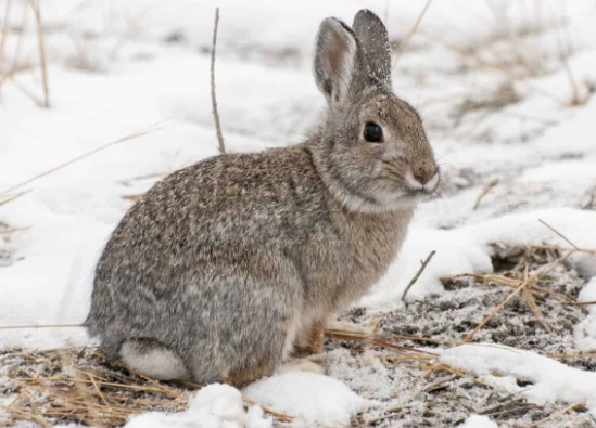 what do rabbits eat in winter