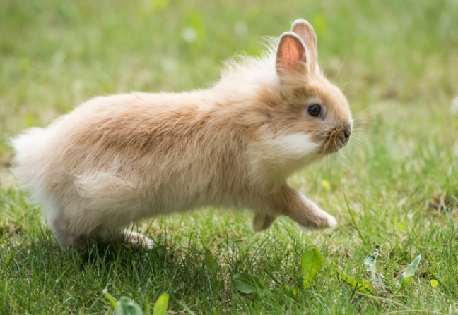 lionhead rabbit lifespan
