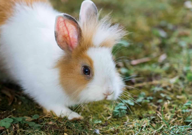 lionhead rabbit care