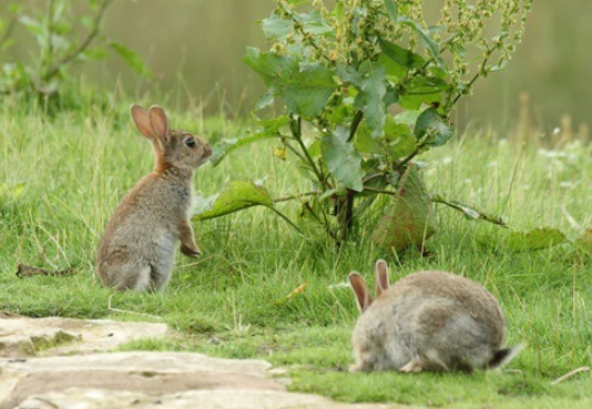rabbit predators