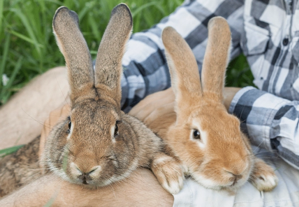 how to make a rabbit live longer