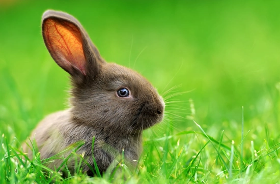 pet rabbit lifespan