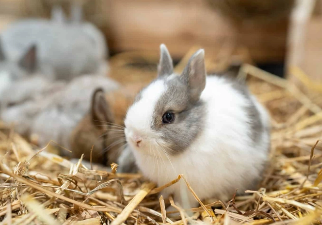 how long do dwarf rabbits live