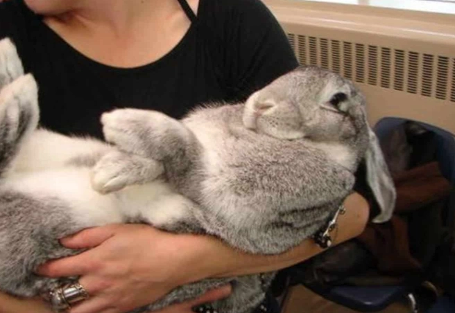 Flemish giant rabbit lifespan