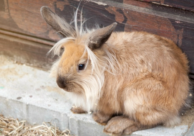 how long do lionhead rabbits live