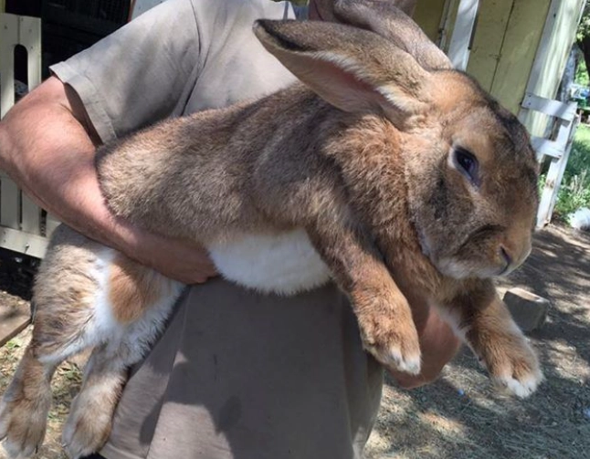 giant rabbit lifespan