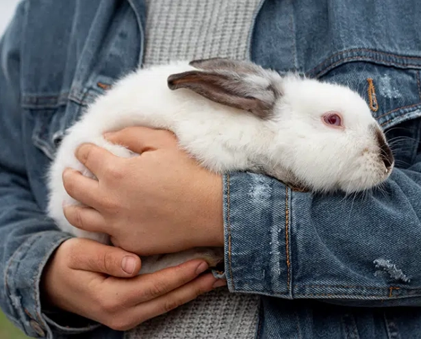 longest living rabbit