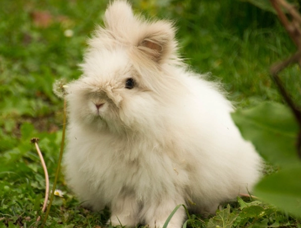 netherland dwarf rabbit lifespan
