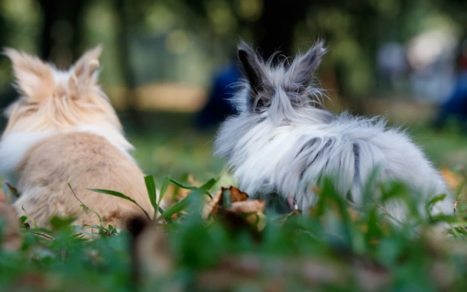 lionhead rabbit care