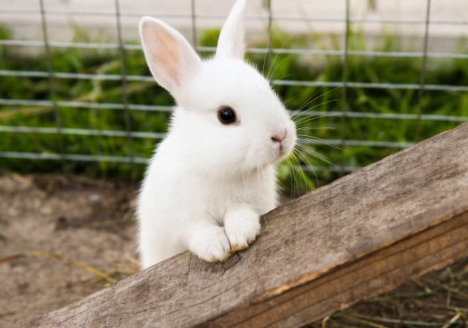 how long do rabbits live