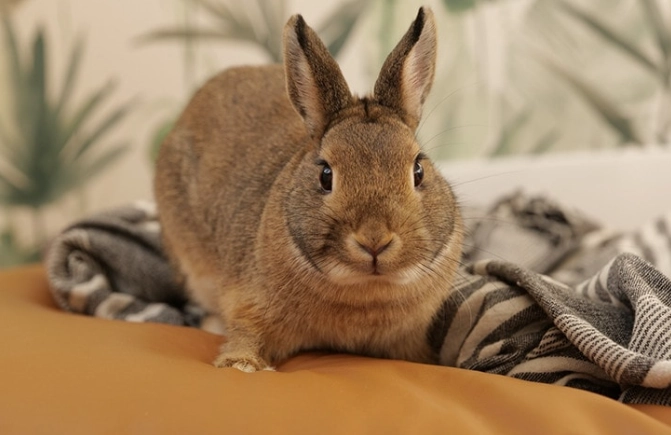 Dwarf rabbit lifespan