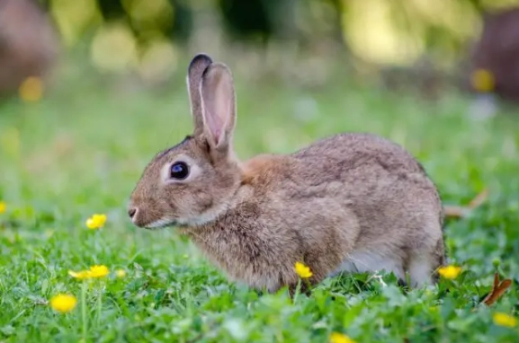 wild rabbit lifespan