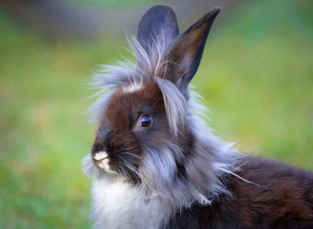 Lionhead rabbit lifespan