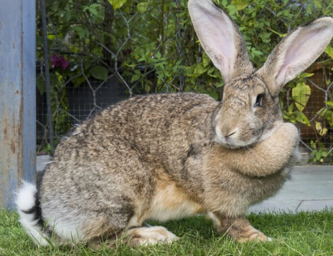 Giant rabbit lifespan