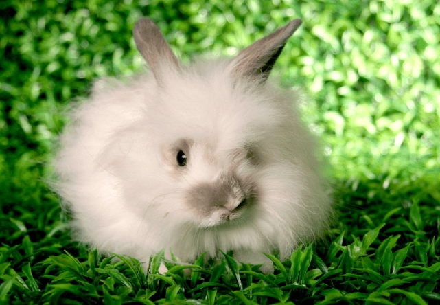 Satin Angora rabbit care