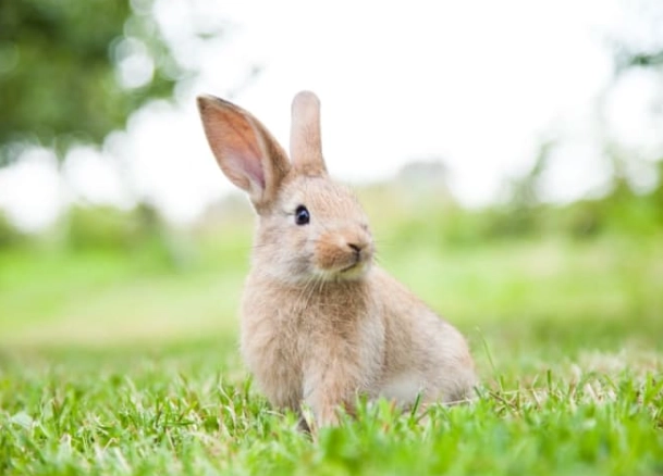 how long do baby rabbits live