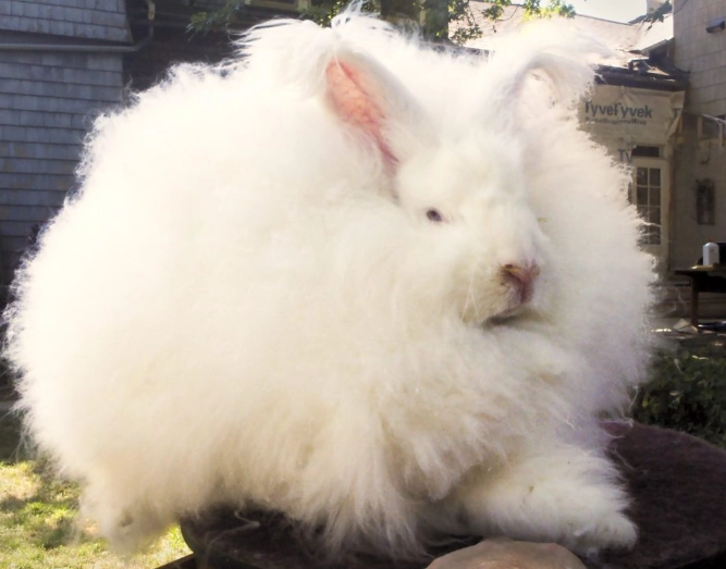 how to hold Angora bunnies