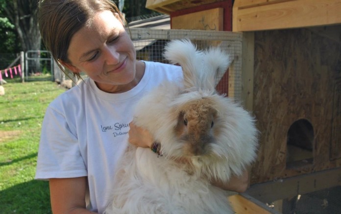 Angora bunny grooming