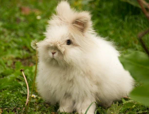 Angora bunny care