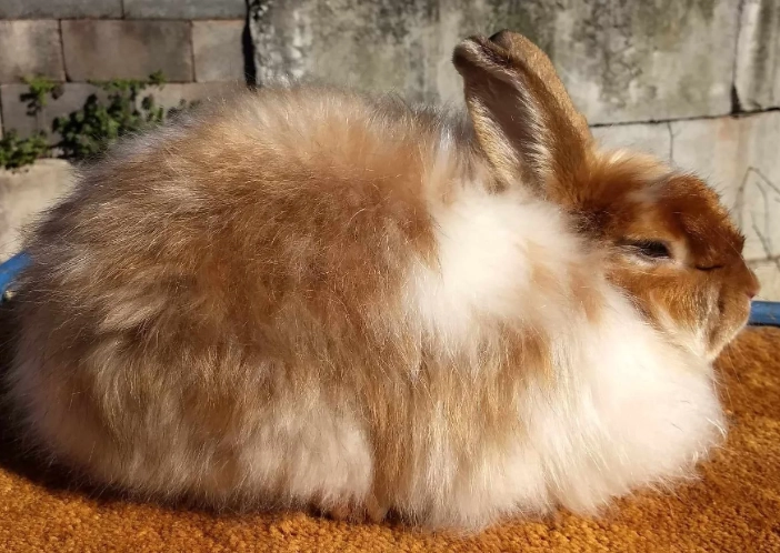 Angora rabbit grooming