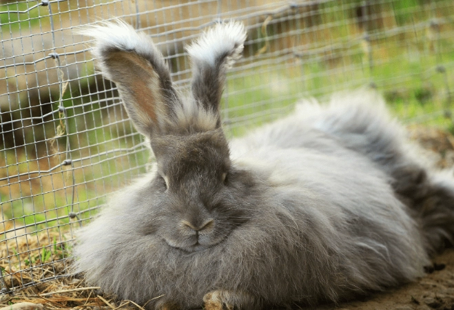 Angora rabbit lifespan